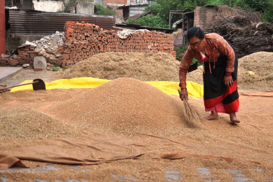 Wheat_Gahun_Bhaktapur_BKT-1024x683