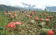随着有机蔬菜趋势的流行 尼泊尔对印度卷心菜出口量飙升