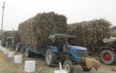 sugarcane-farmers-suffer-due-to-delayed-minimum-support-price-announcement