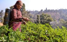 如化肥保障不利，尼泊尔可能很快就会面临粮食不安全问题