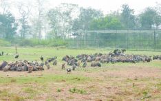 尼泊尔秃鹫餐厅吸引400多只秃鹫前来进食