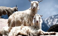 尼泊尔启动国家羊绒行业出口战略
