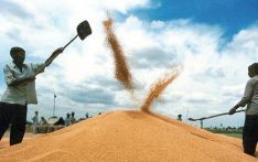 由于印度控制小麦出口 尼泊尔面粉厂受到冲击