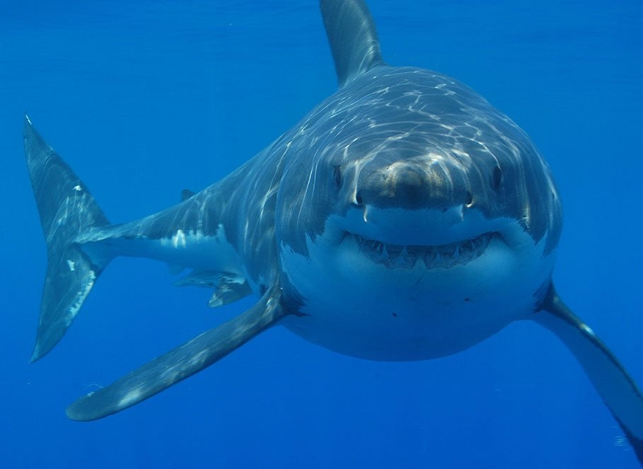 Great white shark swimming underwater facing the camera