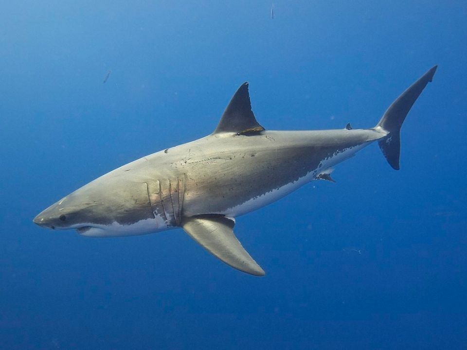 Side view of great white shark swimming underwater