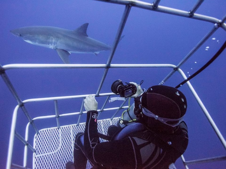 Diver in cage with shark swimming by