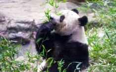 大熊猫“香香”将回到中国 日本民众含泪道别(图)