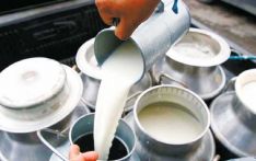 乳制品工业协会准备再次将牛奶提价