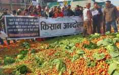 尼泊尔蔬菜市场：进口农产品充斥致本地农民怨起