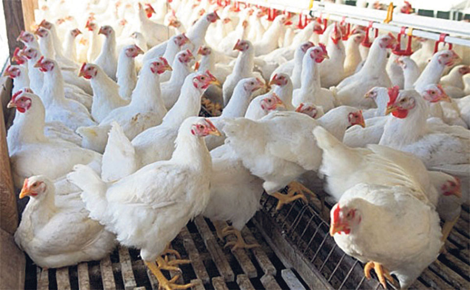 poultry-farm-chickens-bird-flu_20220201134238