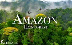 Amazon Rainforest's Vibrant Wildlife