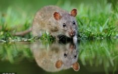 日本研究人员让“男男生子”在老鼠身上实现