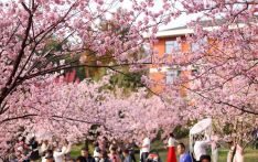 中国主要赏樱区“最佳观花期”预测 从南至北次第开放