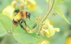 没有蜜蜂，德国经济每年将损失数十亿欧元