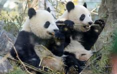 东京上野动物园双胞胎大熊猫开始训练与母亲分开