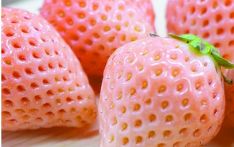 日本人想方设法“经营”草莓