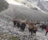 尼泊尔喜马拉雅山区12个与中国西藏接壤的村子出现盐荒