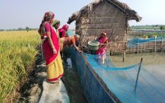 在孟加拉国南部通过养殖螃蟹来应对气候危机