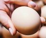 Import of South Indian eggs: Sri Lanka walks on Indian eggshells
