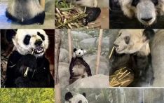 中国专家现身孟菲斯动物园，检查“丫丫”居住环境、食物品质