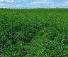 俄媒：阿富汗当局发布大麻种植禁令