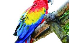 绯红金刚鹦鹉，洪都拉斯精灵