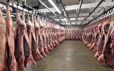 先用二氧化碳迷晕，澳大利亚屠宰业杀猪方法引争议