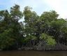 Bangladesh bans plastics in world's largest mangrove forest