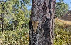 दाङमा सामुदायिक वन समूह खोटो सङ्कलन गर्दै