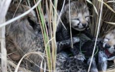 Translocated Namibia cheetah gives birth to 4 cubs in India