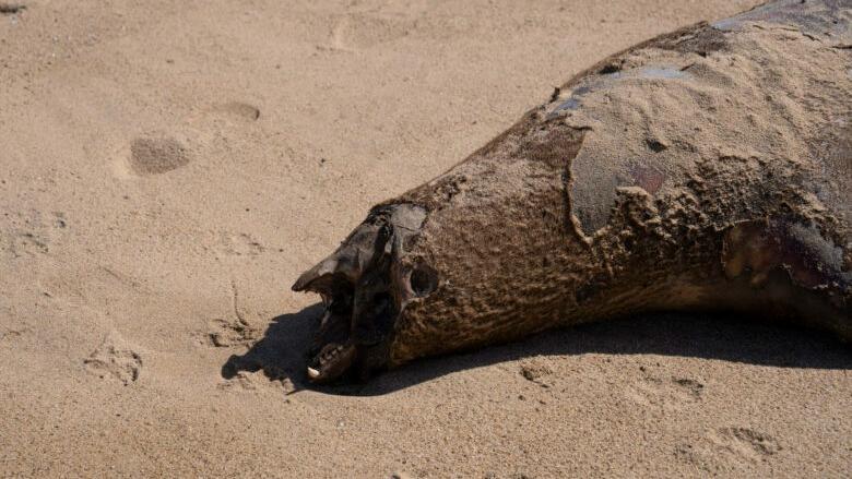 智利北部发现超过2200只海豹和企鹅死于禽流感_新闻频道_央视网(cctv.com)