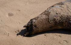 智利北部发现超过2200只海豹和企鹅死于禽流感