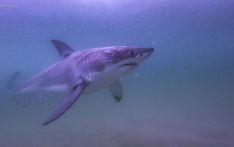 生物学家揭秘鲨鱼为何攻击人类