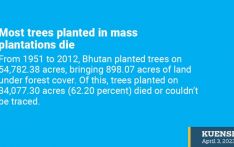 Most trees planted in mass plantations die 