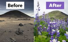Iceland's Deserts Are Turning Purple