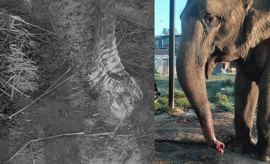 elephant-trunk-cut-off