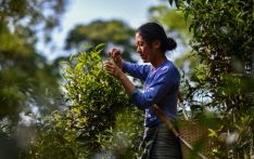 Across China: Traditional tea planting mirrors human-nature harmony