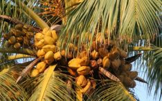 5,000 coconut palms brought to tackle coconut shortage