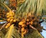 5,000 coconut palms brought to tackle coconut shortage