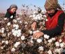 巴基斯坦：植棉面积保持稳定 棉花产量有望提高