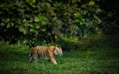 Transboundary collaboration with India needed for Bengal Tiger conservation