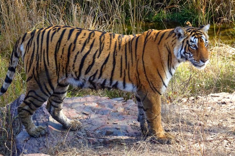 2020 年 12 月 28 日，印度拉贾斯坦邦 Ranthambore 国家公园内的一只老虎。
