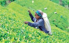 Tea exports down 22% in March, 15% in first quarter