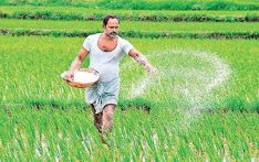 SL’s rice output projected to recover to pre-fertiliser ban levels next year