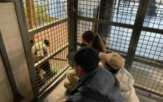 旅居美国的大熊猫“丫丫”将回国，身体状况如何？