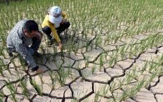 全球变暖背景下 骤旱将成干旱新常态