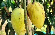 Mango export from Rajshahi to Italy begins