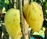Mango export from Rajshahi to Italy begins