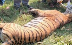 सात वर्षमा ३० बाघ मरे