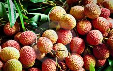 Litchi starts appearing in Rajshahi markets Prices are almost prohibitively high right now as supply is still low
